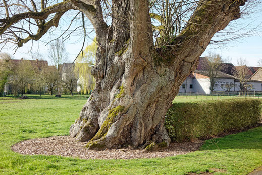 Linde in Varlosen