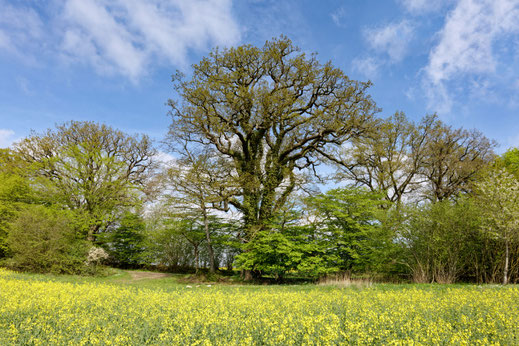 Gut Schädtbeck (BHU: 6,41 m)