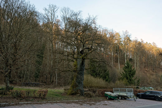 Tausendjährige Eiche in Bammental