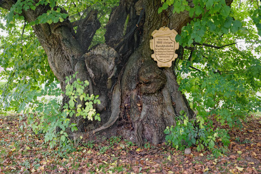 Gerichtslinde in Pöhlde