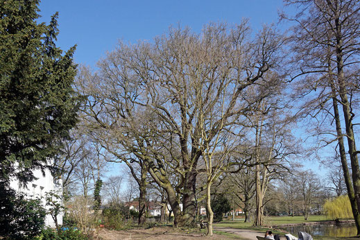 Eiche im Von-Eicken-Park in Lokstedt in Hamburg