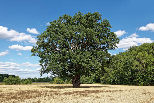 Eiche bei Rackel