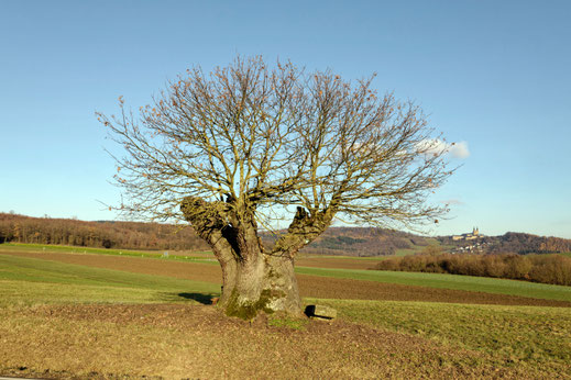Hüter des Feldes bei Nedensdorf