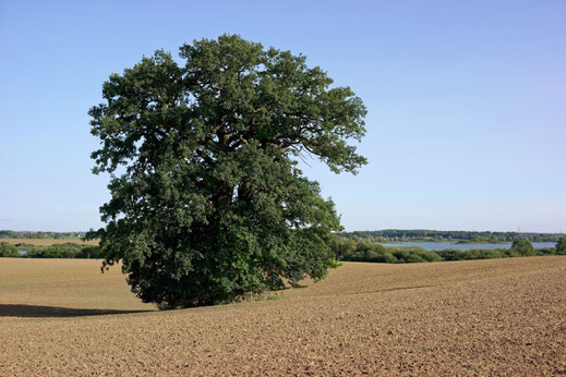 Eiche bei Niegleve