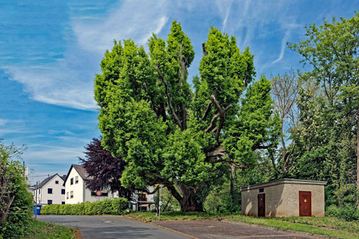 Pyramideneiche in Dehrn