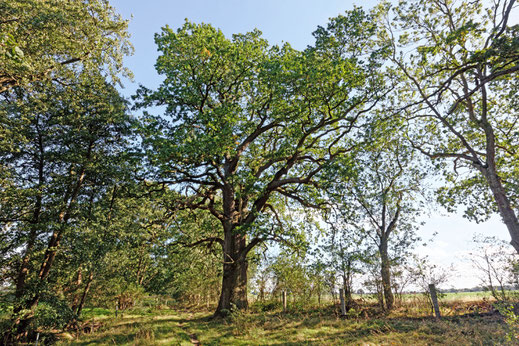 Breesen (BHU: 6,50 m)