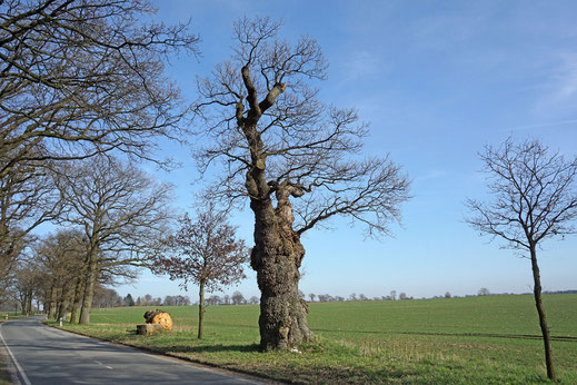 Eiche in der Allee bei Perdöl