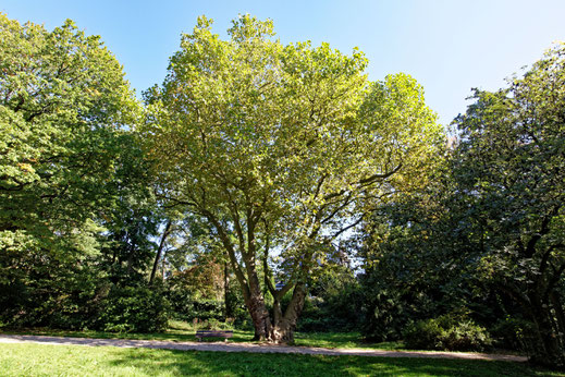 Platane in Kronberg