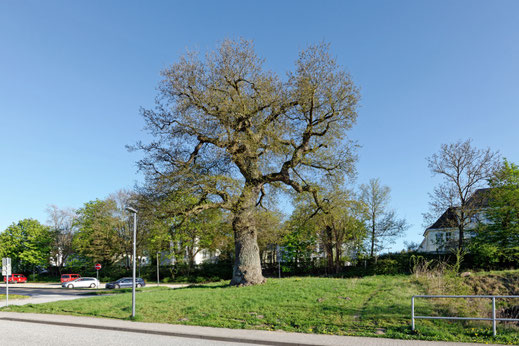 Eiche in Eutin