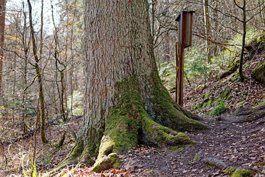 Große Wolfstanne bei Schneeberg