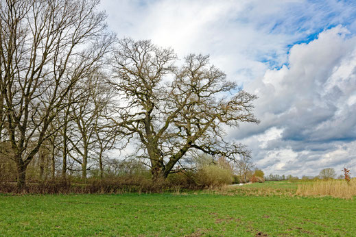 Ivenack (BHU: 6,50 m)