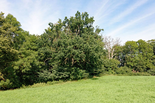 Stolpe (BHU: 6,66 m)