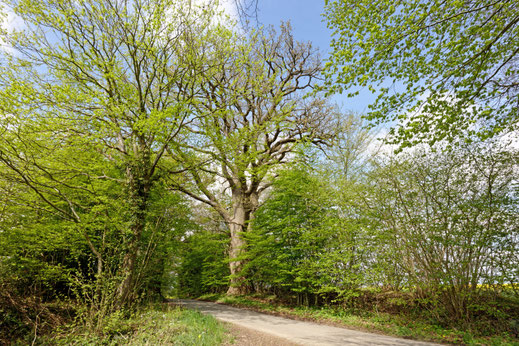 Gut Schädtbeck (BHU: 6,21 m)