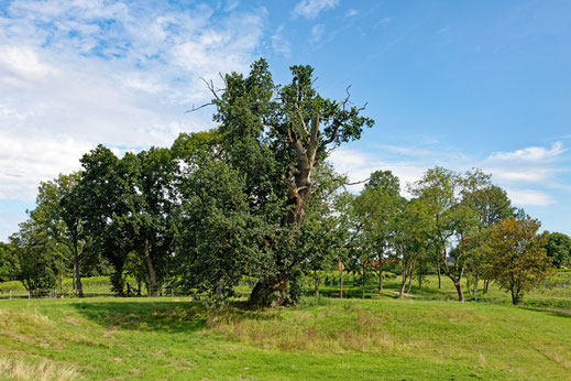 Eiche auf der Pferdekoppel bei Rattey