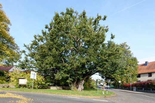 Linde in Elliehausen