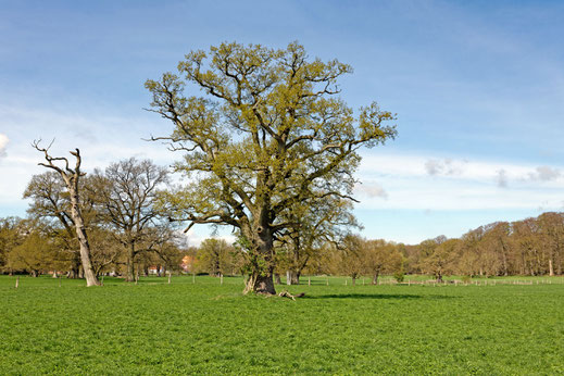 Gut Wulfshagen (BHU: 6,05 m)