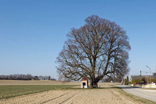 Kapellenlinde in Aschelsrieth