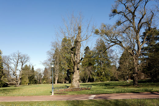 Robinie im Park Rosenhöhe in Darmstadt