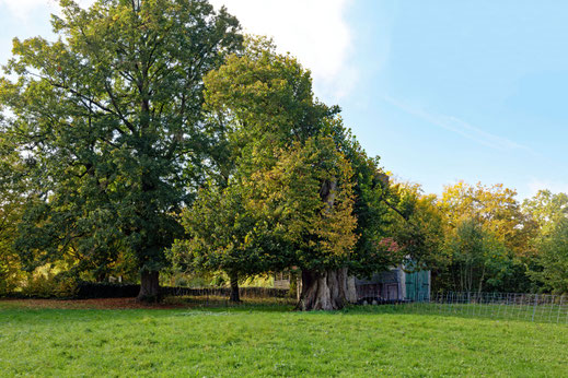 Friedhofslinde in Emmenhausen