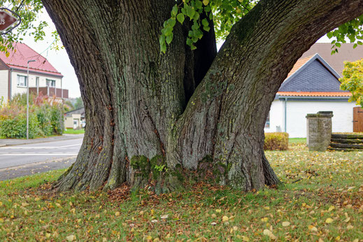 Dorflinde in Osterhagen
