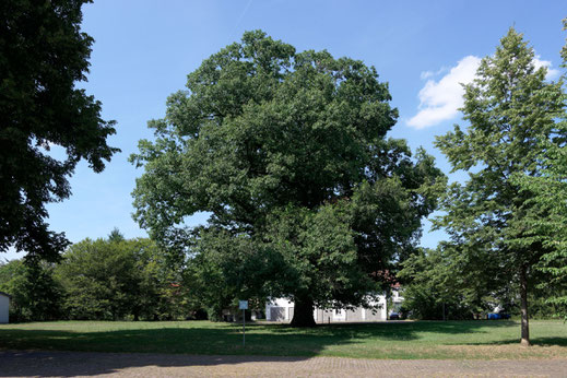 Roteiche in Karlsruhe