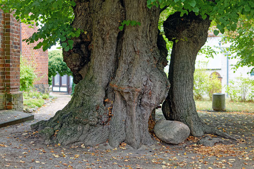 Gerichtslinde in Wesenberg