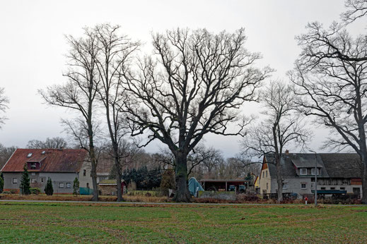 Brauna (BHU: 6,09 m)