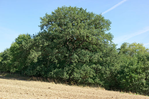 Eiche am Flachen See bei Klocksin