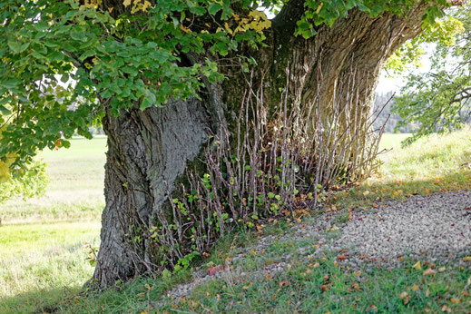 Linde bei Wallersberg