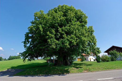 Marienlinde in Linden