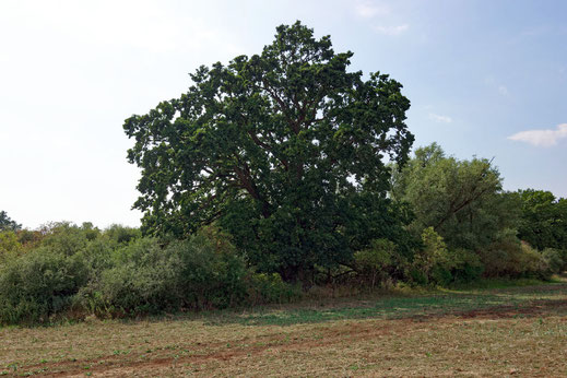 Eiche bei Klein Luckow