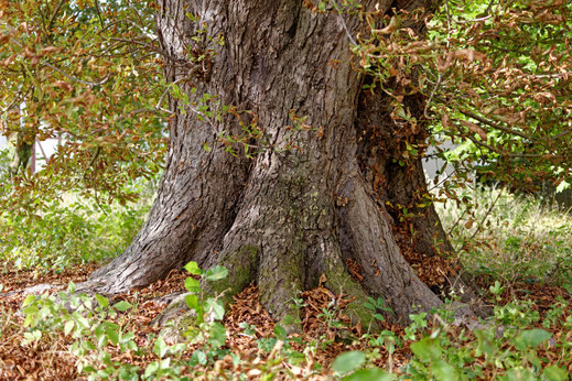 Pfarramts-Kastanie in Gladebeck