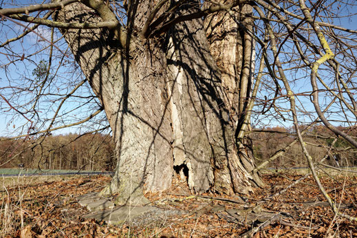Linde bei Klosterlangheim