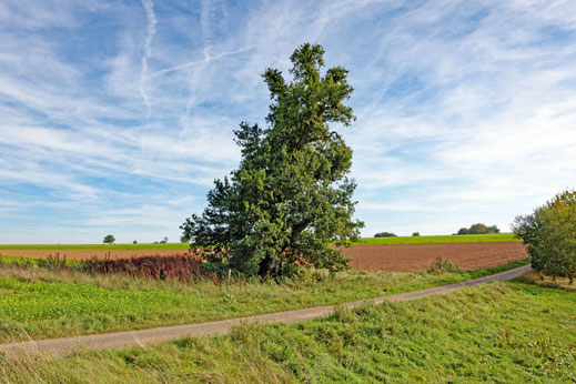 Niederscheidweiler, Gerichtseiche (BHU: 6,10 m)