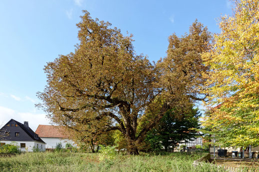 Pfarramts-Kastanie in Gladebeck