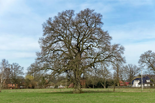 Eiche auf der Wiese bei Lehsen