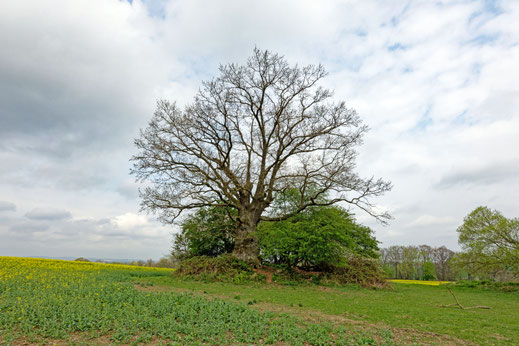 Groß Rolübbe (BHU: 6,58 m)