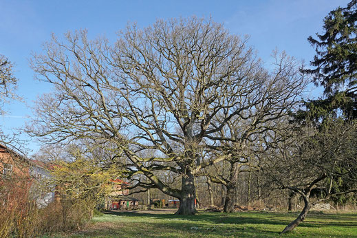 Eiche beim Hof Klostersee