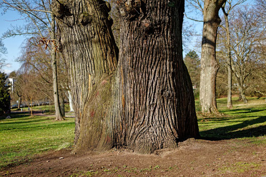 Edelkastanie im Park Rosenhöhe in Darmstadt