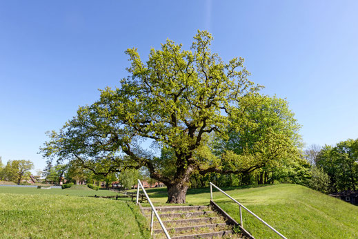 Nienstedten (BHU: 6,31 m)