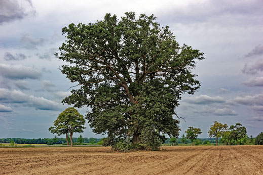 Eiche bei Pritzier