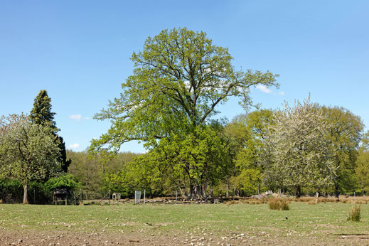Lütjensee (BHU: 6,85 m)