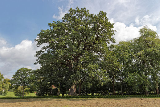 Eiche in Goldenbow