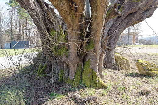 Linde bei Leutzdorf