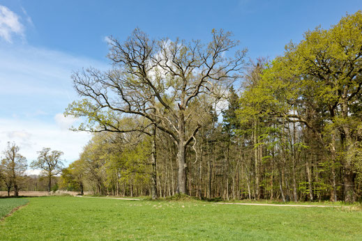 Gut Wulfshagen (BHU: 7,00 m)