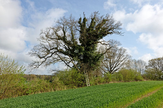 Eiche bei Pratjau