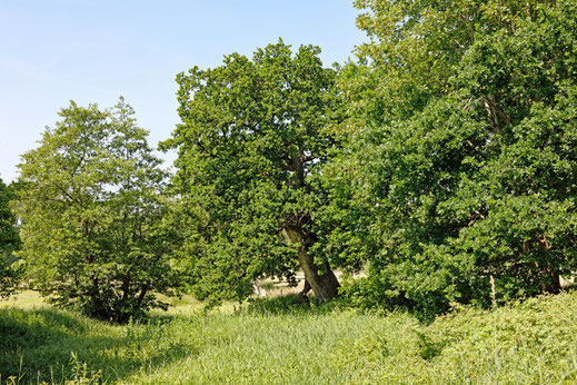 Gut Rastorf, Hohle Eiche (BHU: 6,00 m)