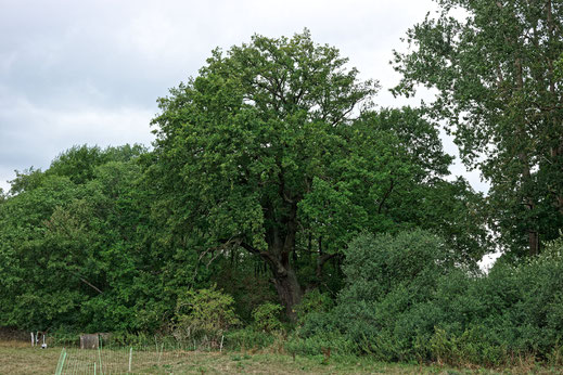 Eiche bei Drönnewitz