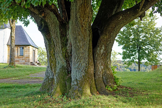 Linde bei Wallersberg