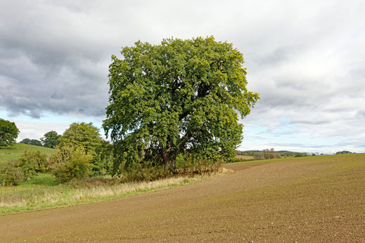 Neu Ziddorf (BHU: 6,60 m)